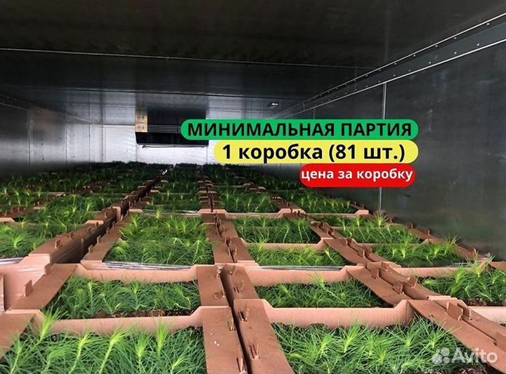 Сеянцы ели европейской зкс в розницу