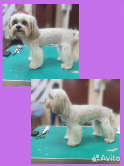 Стрижка собак и кошек, груминг