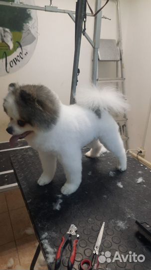 Стрижка собак и кошек на дому