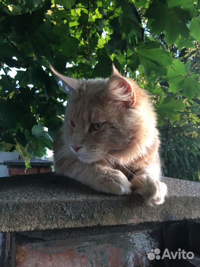 Мейн-кун вязка