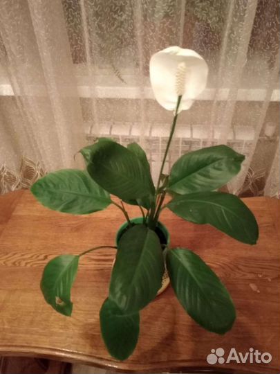 Спатифиллум цветущий крупный сорт