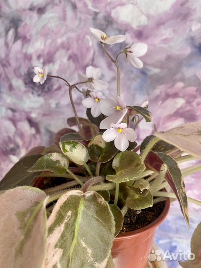 Фиалка цветущая в горшке