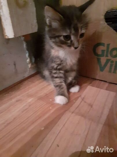 Котёнок в добрые руки