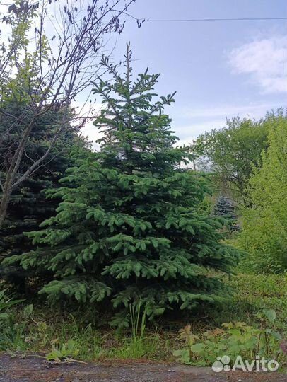 Голубая ель, серебристые, зелёные