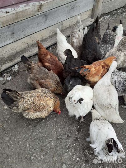 Инкубационное яйцо индоутки,цветное яйцо кур