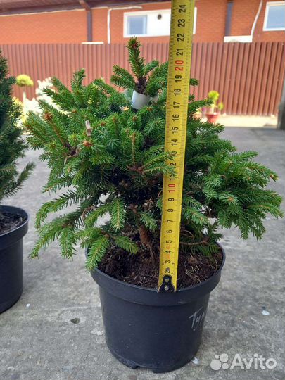 Ели Кобра, Рыдал, Пендула, Пенд. Брунс, Зе Блюз