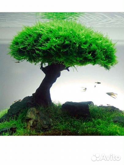 Креветки микс аквариумные растения