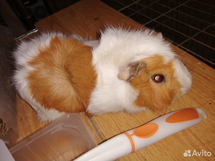 Морские свинки