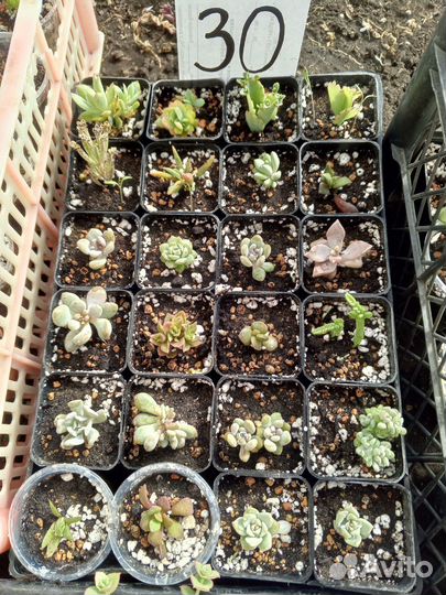 Суккуленты часть 4