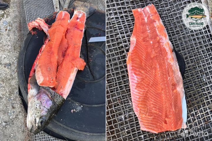 Свежая рыба, Форель охлажденная / от Производителя