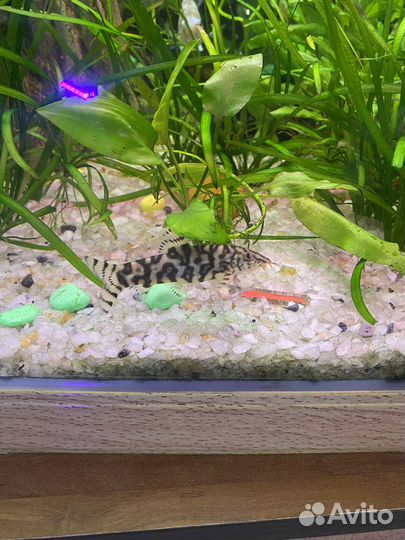 Боция мраморная