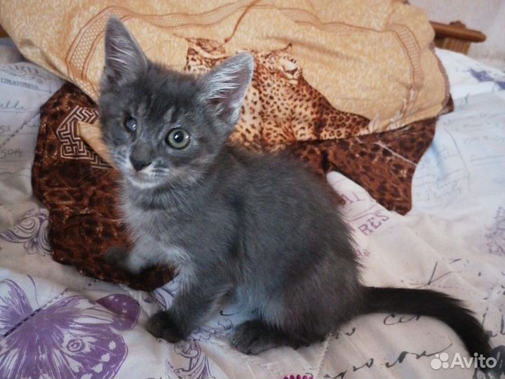 Заводная Мурочка ищет семью