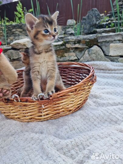 Котята чаузи ф3