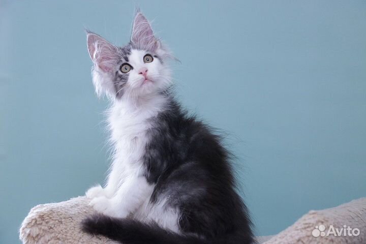 Котенок мейн кун