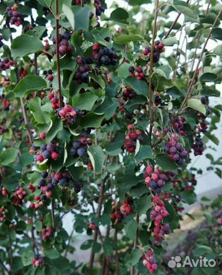 Ирга канадская саженцы