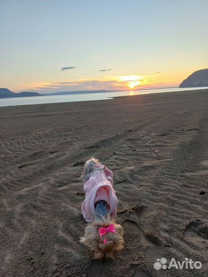 Бантики для собак