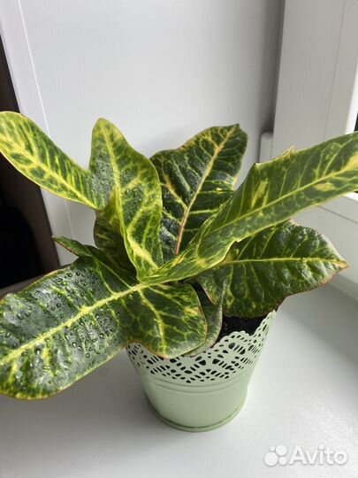 Кротон кодиеум