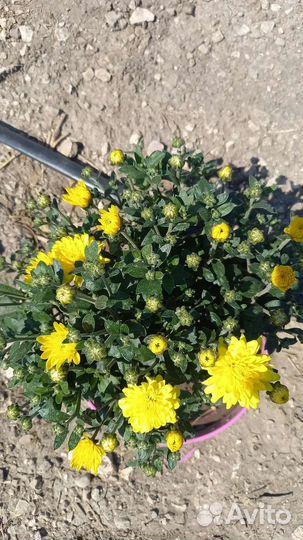 Хризантемы мультифлора