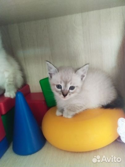 Котята тайской кошки