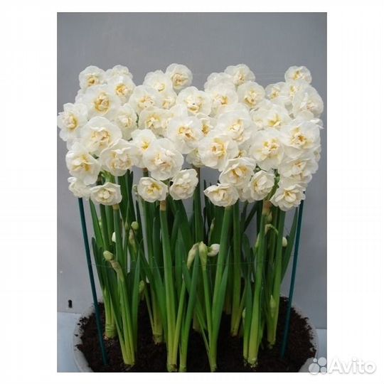 Нарцисс Брайдал Краун 5 шт