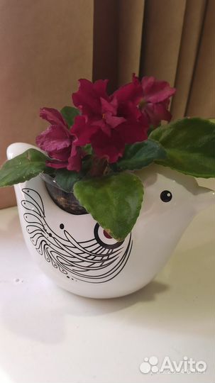 Фиалка Arapahoe