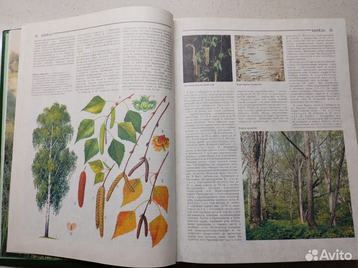 Энциклопедия Лес России