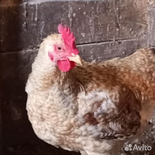 Куры и петухи