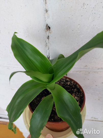 Комнатные растения