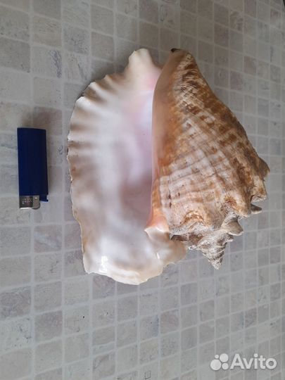 Большая морская раковина