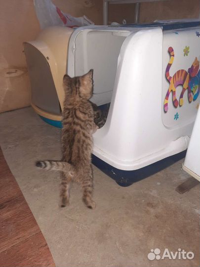 Бенгальские котята