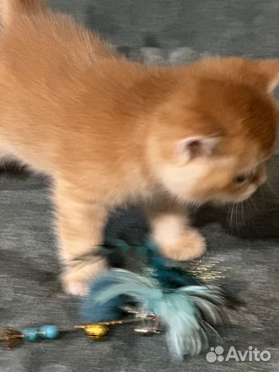 Британские котята золотая шиншилла