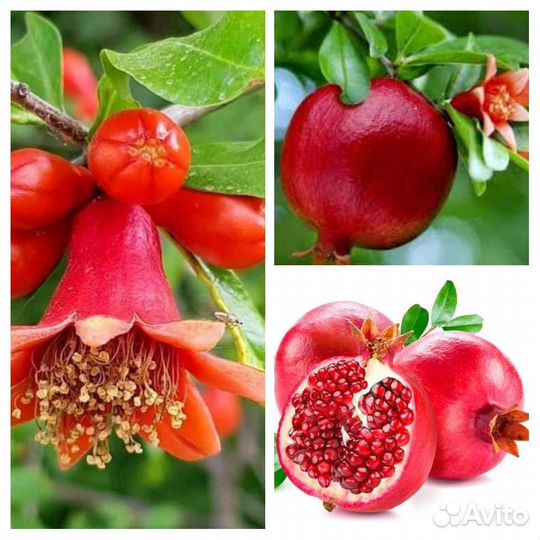 Саженцы граната
