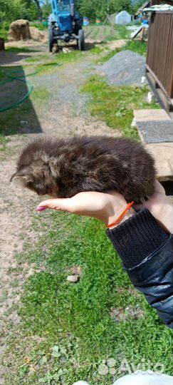 Отдам в добрые руки