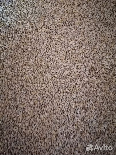 Продаётся зерно