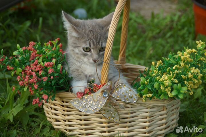 Вас ожидает котогражданин Василий Васильевич