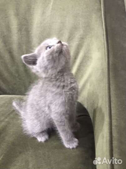 Котята от британки