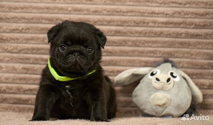 Щенки мопса