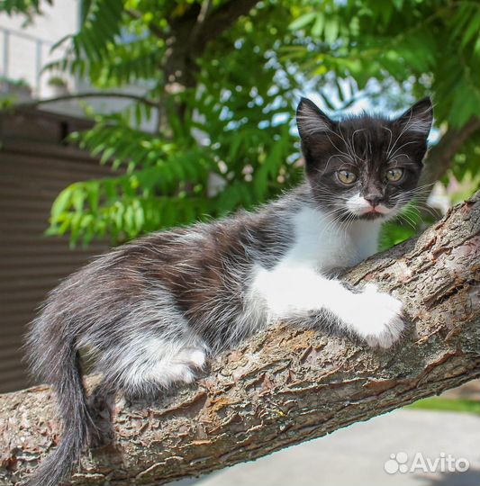 Чёрный и чёрно-белый котёнок