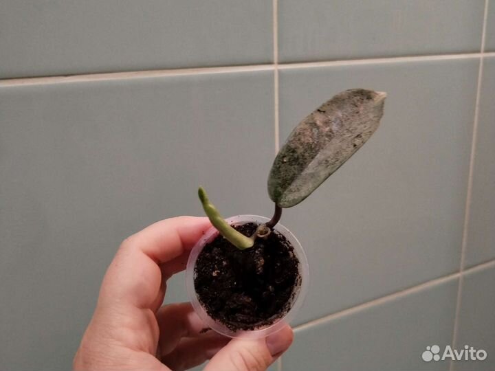 Филодендрон, хоия, эпипренум