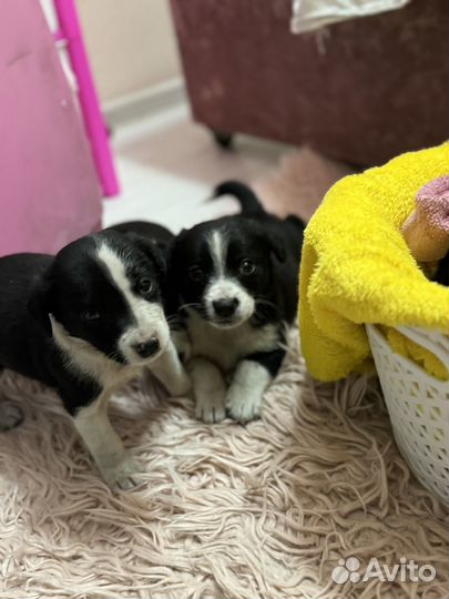 Собаки бесплатно