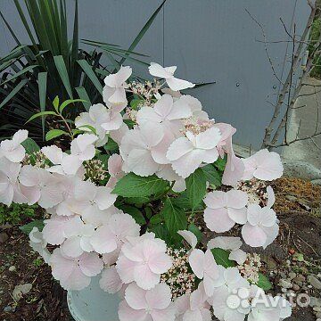 Шпинат долголетия-Джинура