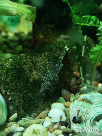 Аквариумное