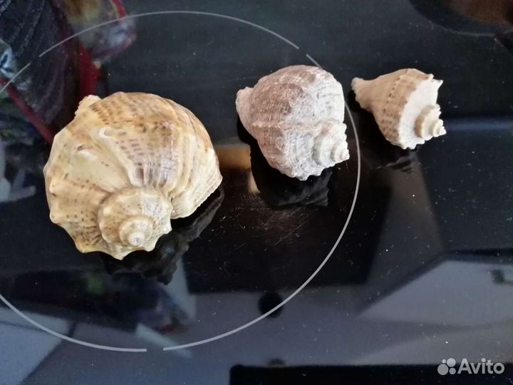 Морские ракушки раковины и для аквариума