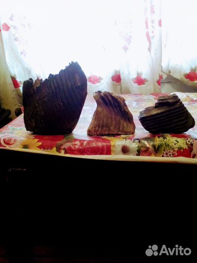 Зуб мамонта