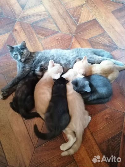 Отдаю в добрые руки домашних котят
