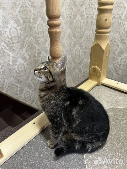 Котенок бесплатно