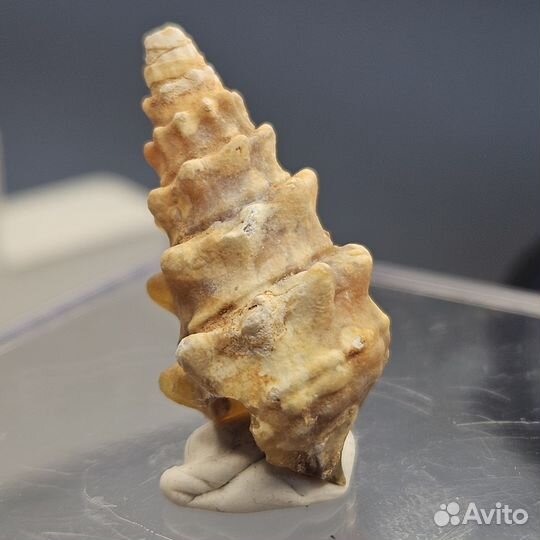 Окаменелость халцедоновая гастропода улитка