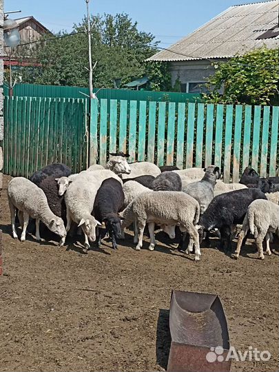 Овцы бараны