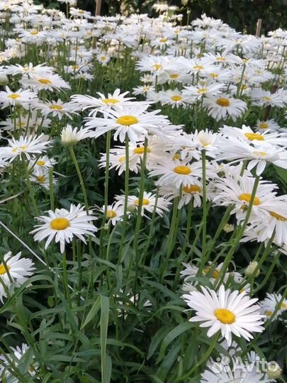Ромашка крупная садовая