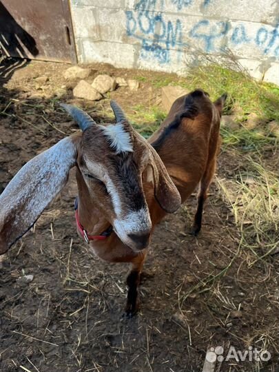 Нубийский козел